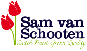Sam van Schooten Bloembollen